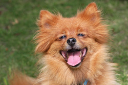 Happy, laughing ginger spitz dog