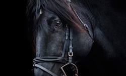 Close Up View of a Horse Head