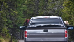 Artistic rendering of a white and chocolate lab with their heads out the truck window