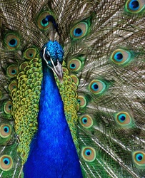 Portrait of a Peacock