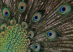 Close Up of Peacock Feathers