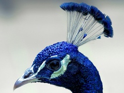Close up view of the head of an exotic peacock