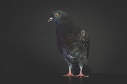 Pigeon, Bird, Portrait, Chick, Pet