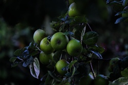 Apple cultivation