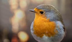 European robin bird songbird portrait photo nature