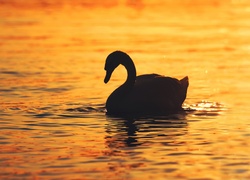 Swan backlit waves water sunshine photography