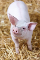 Happy little pig on straw in a barn