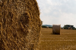 Straw Bales On The Field After Harvest