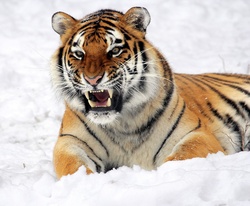 Portrait of tiger relaxing in the snow