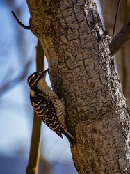 Woodpecker On Tree