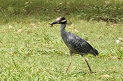 Close-up of a beautiful yellow crowned night heron as it walks across green grass ground.