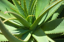 Green aloe vera plant