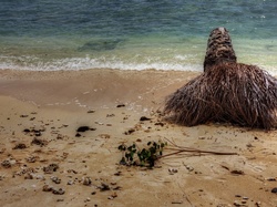 Broken Palm Tree On Beach