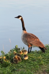 Canadian Geese