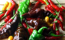 COLLECTION OF DIFFERENT TYPES OF CHILIS
