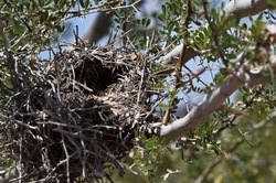 Small empty nest from a desert bird