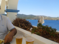 Bird or seagull looking at man eating and saying feed me