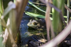 Frog in hiding.