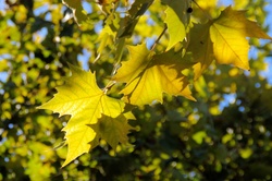 Golden light with maple tree leaves