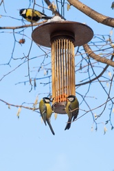 Great tits on bird feeder on tree winter bird feeding