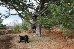 Spanial dog looking around for owners who are hiding up a tree