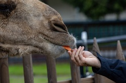 Photo of a person feed a carrot to a camel