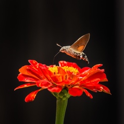 Hummingbird hawk-moth (Macroglossum stellatarum)