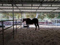 Old horse with broken back