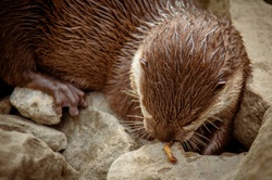 Otter eating a worm