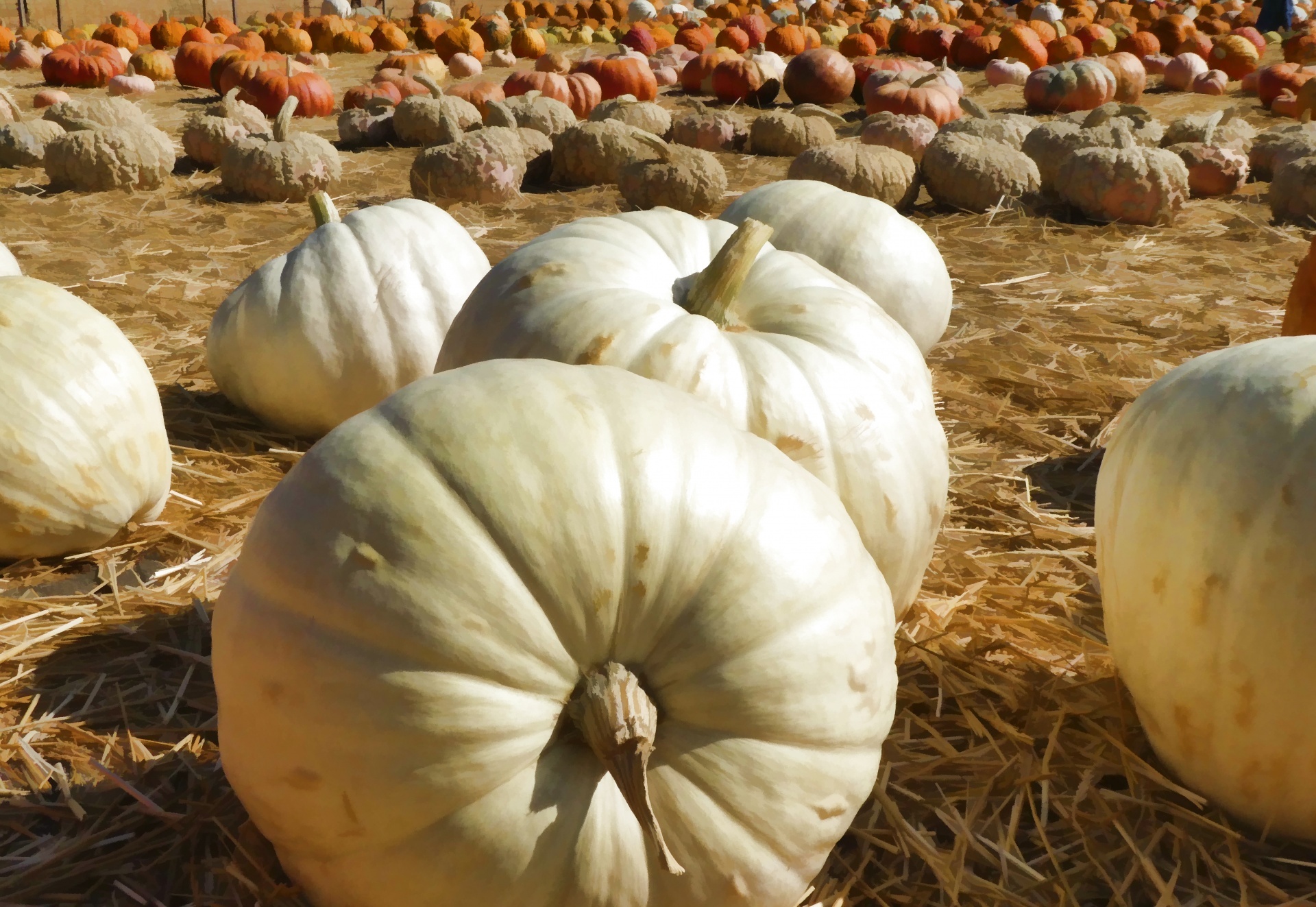 Three types of pumpkins in sections in a huge pumpkin patch