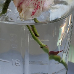 Red and white rose flower in water. Thorn is magnified by water.