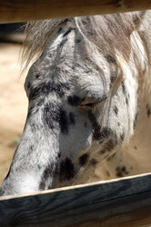 Black and white spotted horse, with his eyes closed 