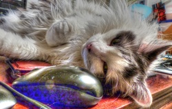 Black and why long hair cat with a computer mouse