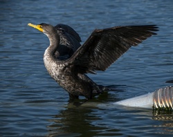 Cormorant with wings spread