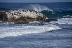 Ocean spray flies off a wave heading towards a rock covered with cormorant birds