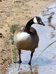 Close-up of a Canada goose standing at the edge of the water, tilting his head as he looks toward the camera.