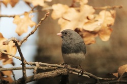 Close-up of a dark-eyed junco bird, perched on a tree branch with brown leaves in the background.