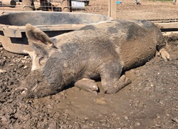 Fat lazy pig laying in the mud on a summer day