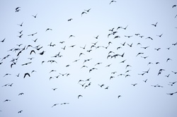 Flock of birds, Background