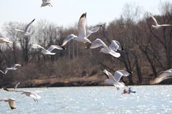 Gulls And Kayakers