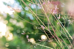 Light pink flower bokeh
