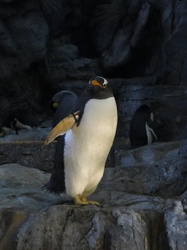Penguin Portrait