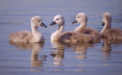 Swan young swans chicks lake waters cute