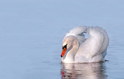Swan water reflection birds white lake swim reflection body of water nature animals swans idyllic calm mood romantic