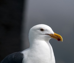 Close up of the head of a seagull