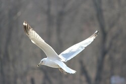 Lovely white seagull with wings raised in descent.