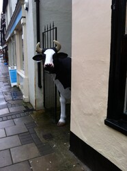 A cow hiding in a street