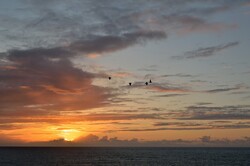 Sunset in the Atlantic Ocean with Birds