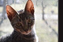 Kitten in Window Looking into Camera