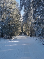 Path in winter